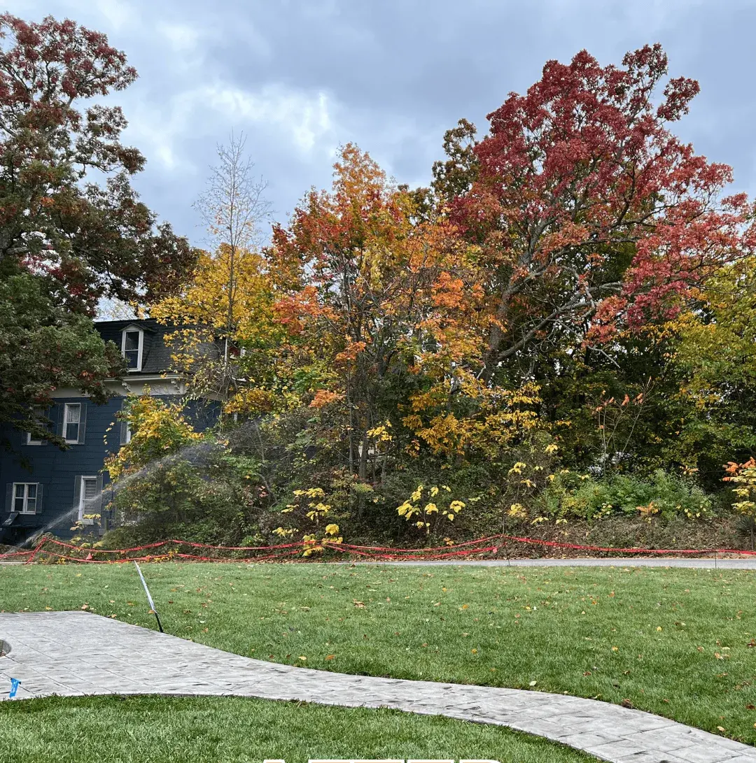 Green, established sod lawn a few weeks after install